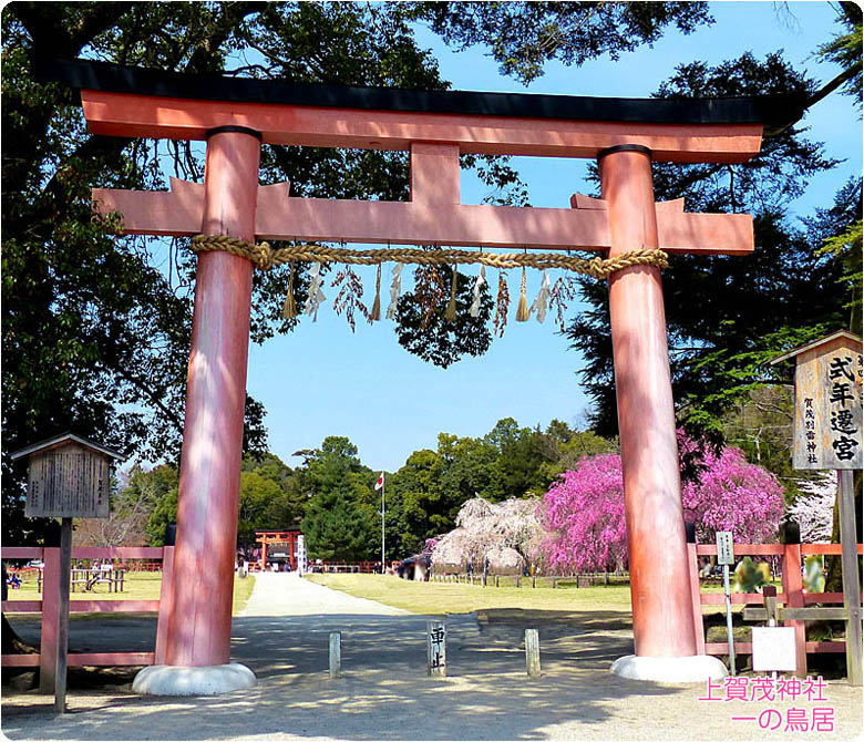 上賀茂神社 桜